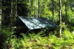 tarp en foret