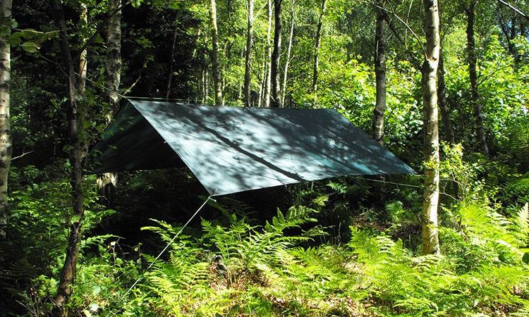 tarp en foret
